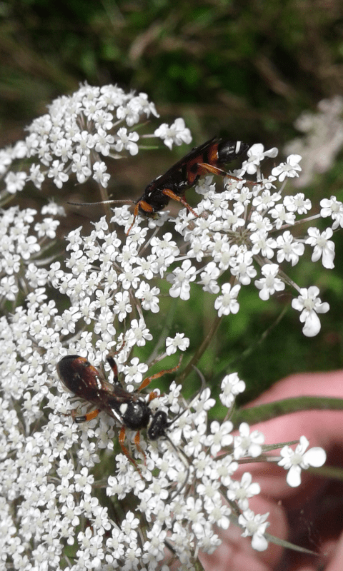 Ichneumon sarcitorius (Ichneumonidae)?